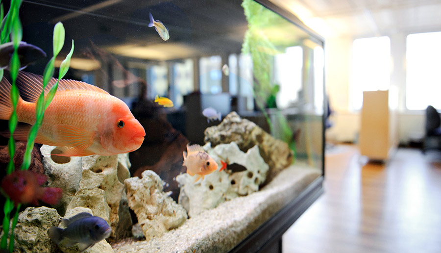 Det första man möts av som besökare hos GHS är deras fina akvarium.